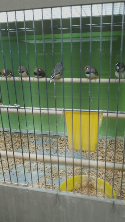 Exotic Pets - Pet Stores Near Me - Scarborough, Ontario