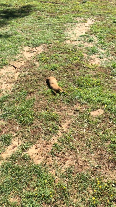 Lake Arrowhead State Park - Ummm, I'm not sure if this one has gone on to glory but I see him/her breathing - Parks Near Me - Wichita Falls, Texas