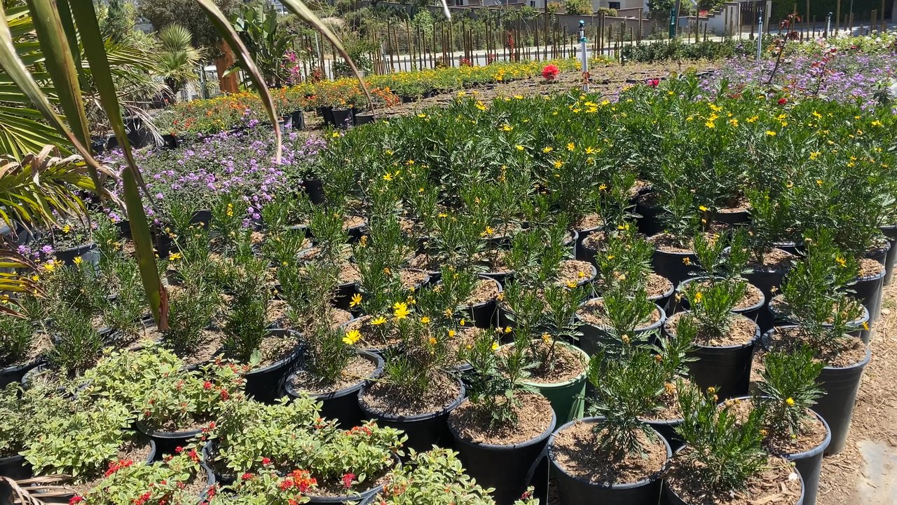 Pine Hills Nursery - Great - Nurseries & Gardening Near Me - Rosemead, California
