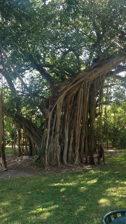 Pine Tree Park - Parks Near Me - Miami Beach, Florida