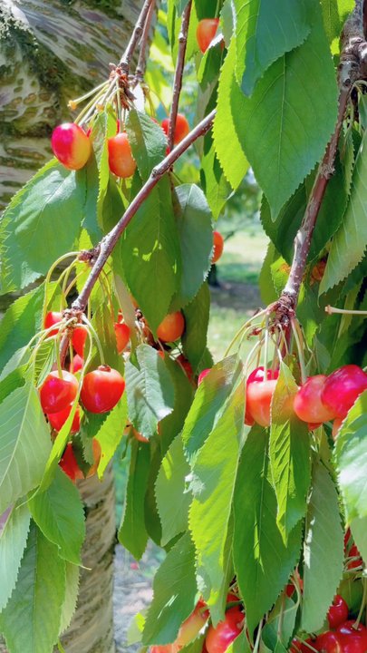Gulick's Orchard - Local Flavor Near Me - Bangor, Pennsylvania