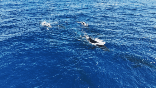 Humpback Whales in Antarctica animated gif