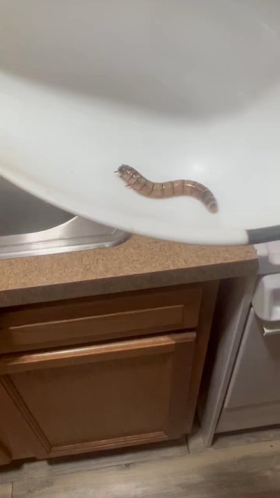 Custom Creatures - I found this worm in the pellets I bought for my bunnies, now I have to take my bunnies to the veterinary. - Reptile Shops Near Me - Phoenix, Arizona