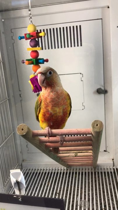Petco - I would love to have this adorable bird! - Pet Training Near Me - Edison, New Jersey
