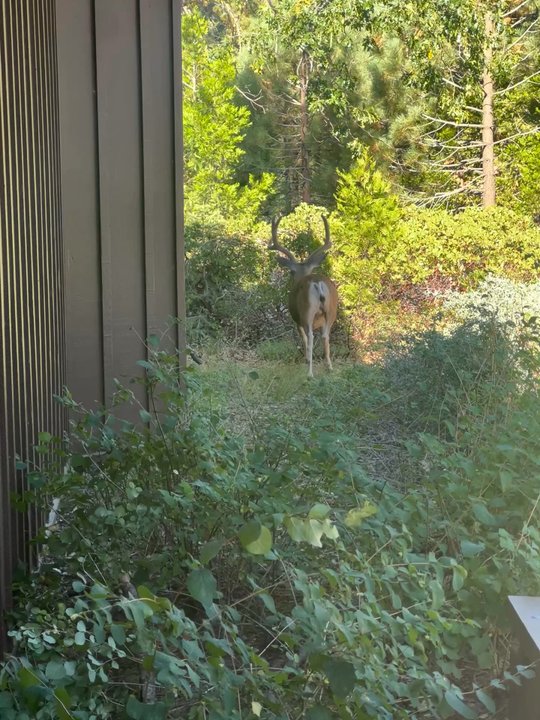 Grant Grove Restaurant - We encounter this friendly deer. - American Near Me - Hume, California