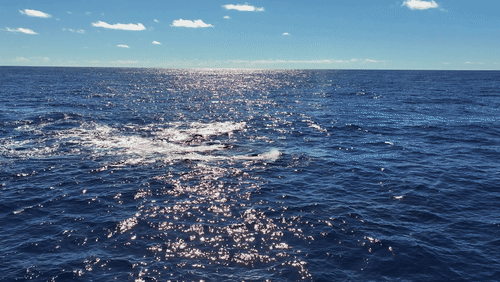 Humpback Whales in Antarctica animated gif