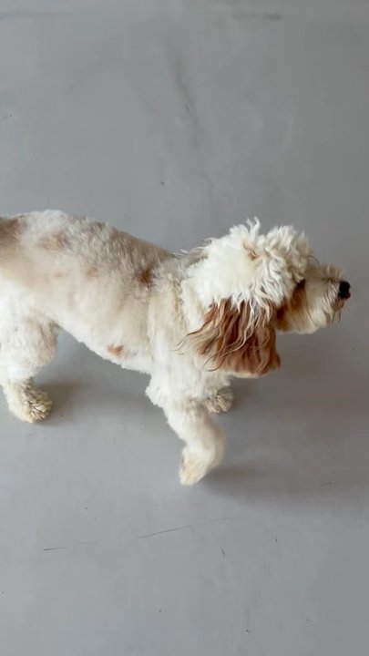 A Bark Idea - Toula checking out the quiet room! - Pet Training Near Me - Redondo Beach, California