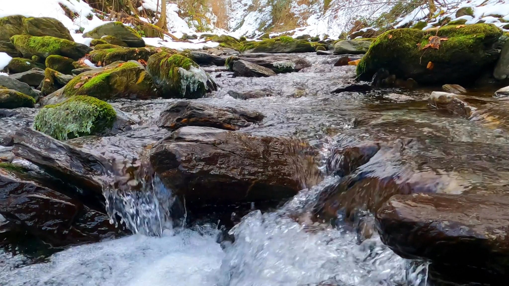 Forest Stream