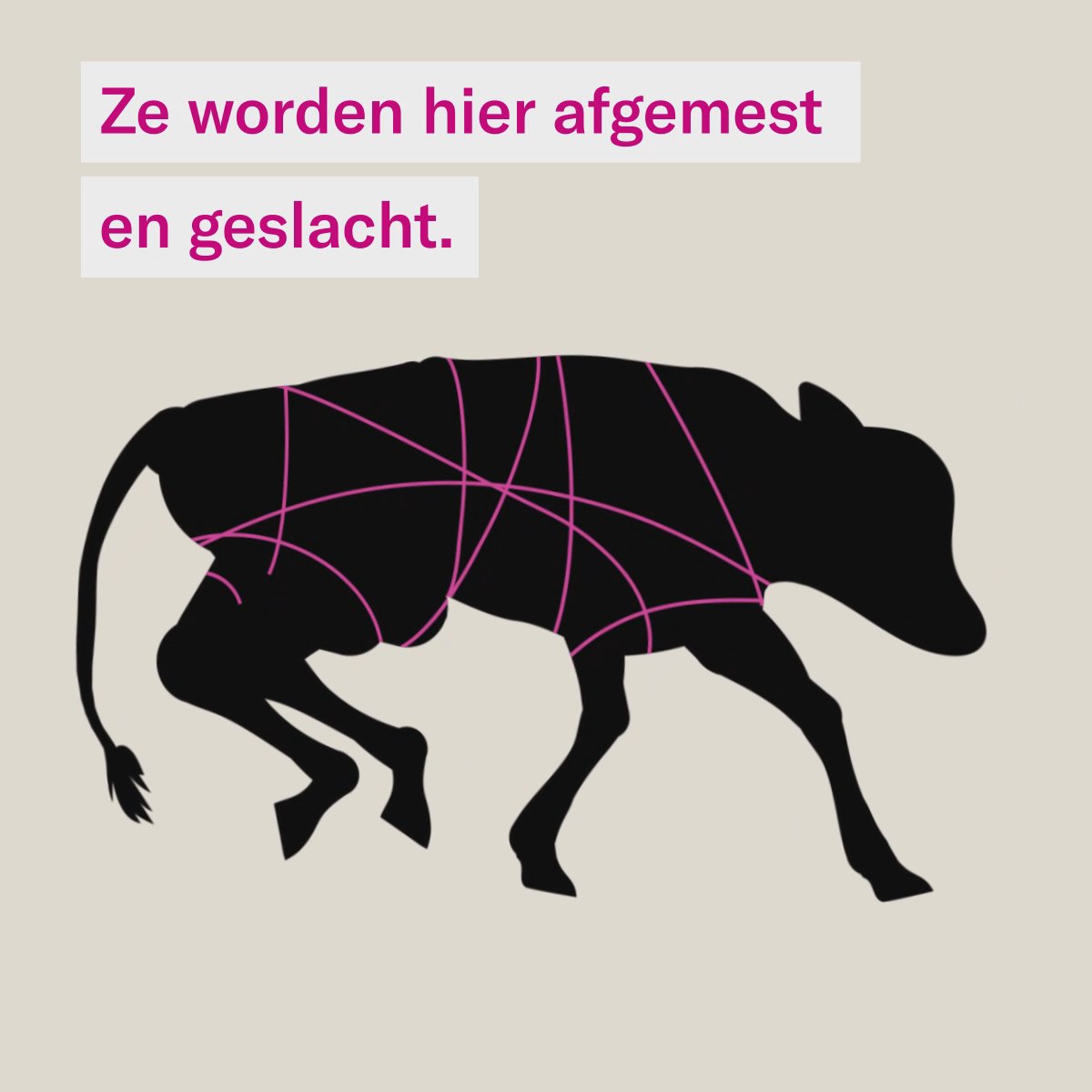 Still uit de explainer over Europese kalfjes