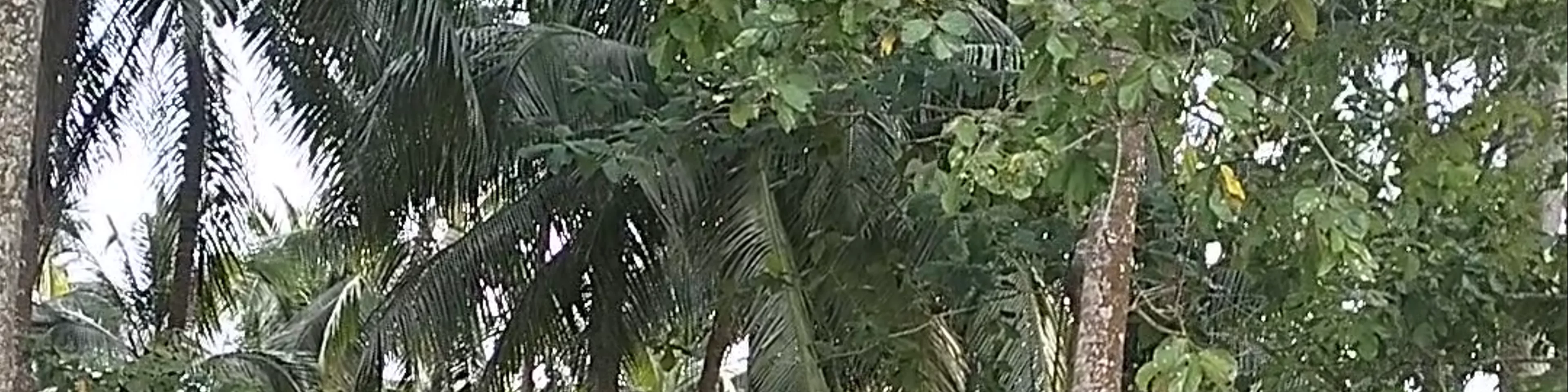Coconut beach