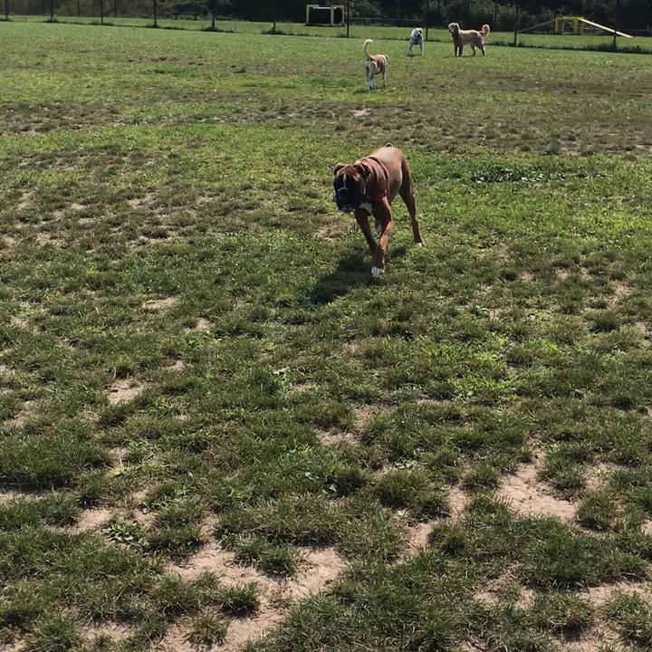Lewiston Dog Park - Tulip running around with her new pals. - Dog Parks Near Me - Lewiston, New York
