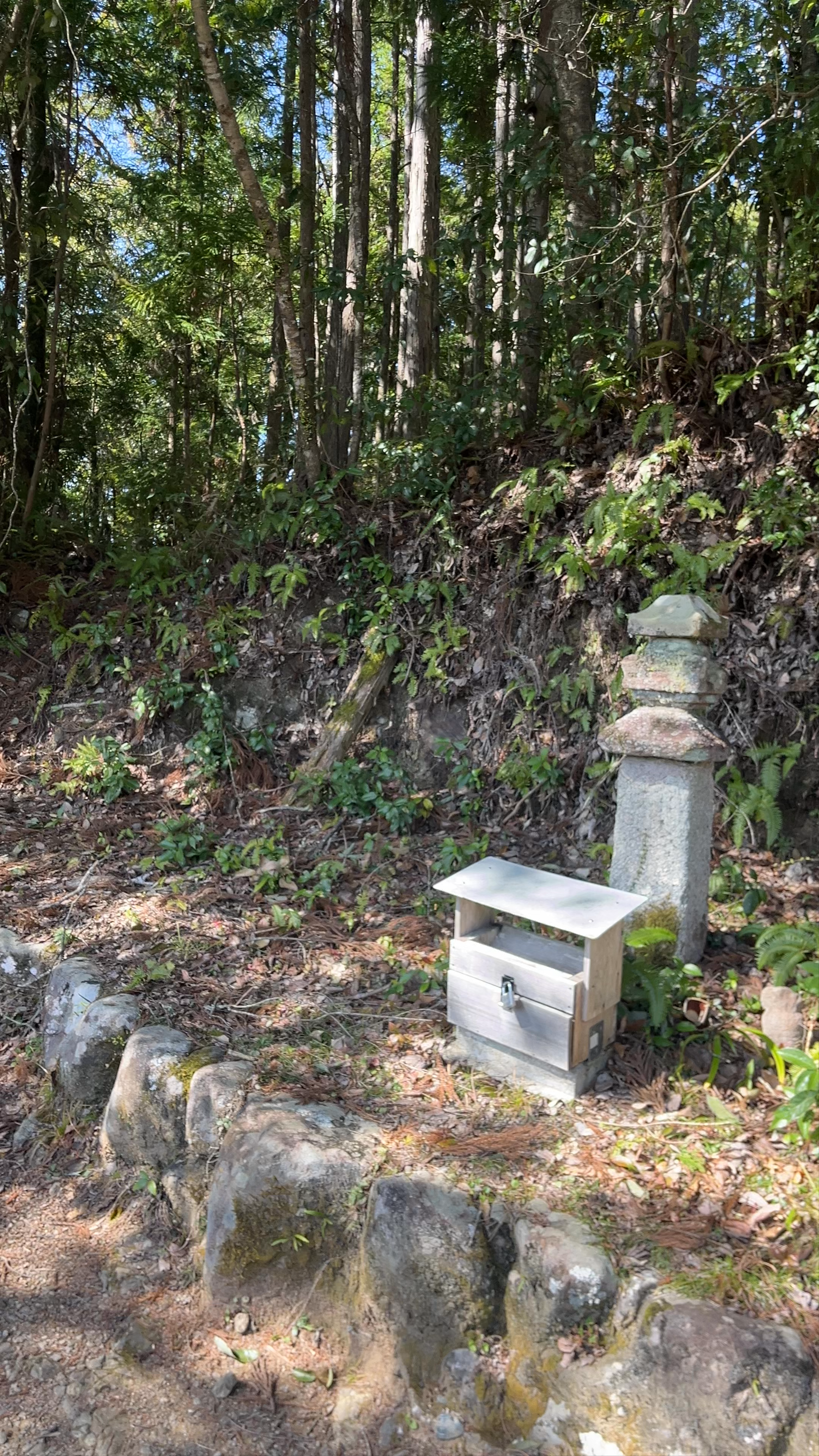Tranquil Nature Walk in Fushiogami-oji, Tanabe, Wakayama