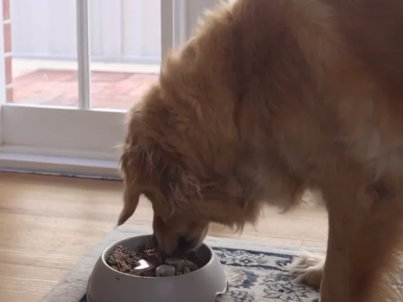 Dinner Bowl