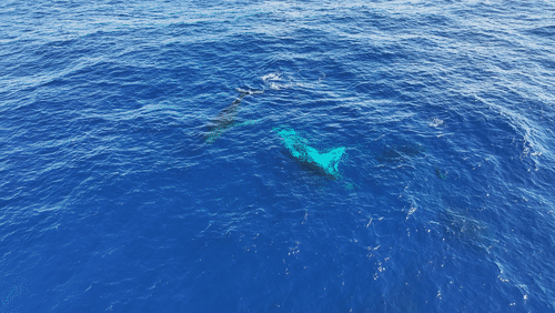 Humpback Whales Aerial animated gif