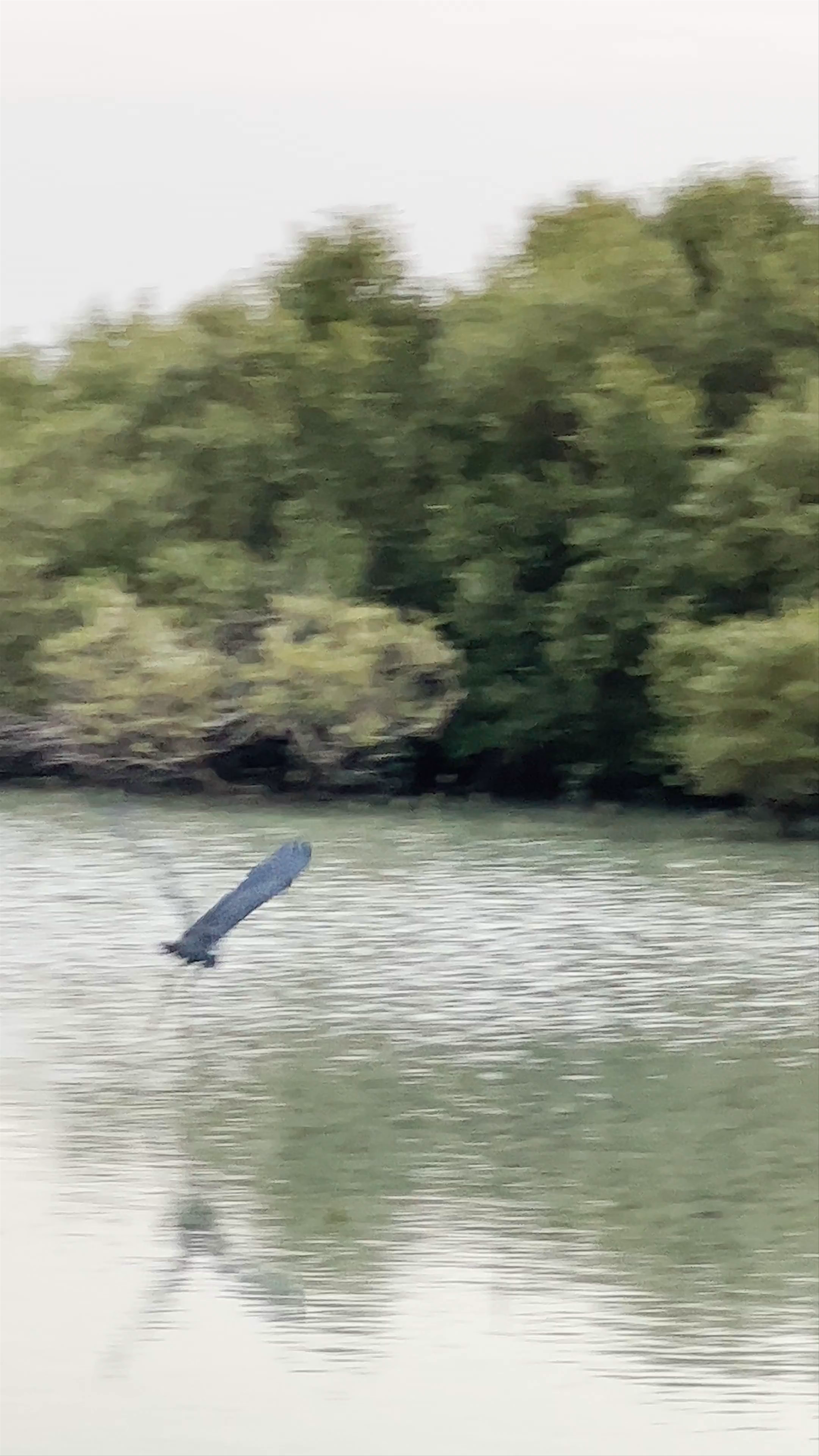 Jubail Mangrove Park - Abu Dhabi - United Arab Emirates