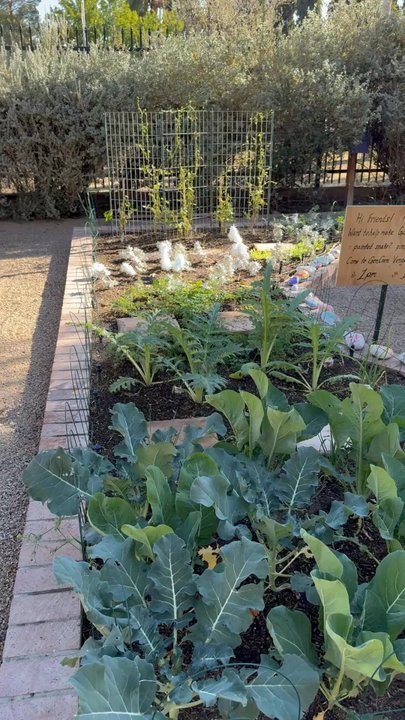 Children's Museum Tucson - The garden has winter crops growing - Children's Museums Near Me - Tucson, Arizona