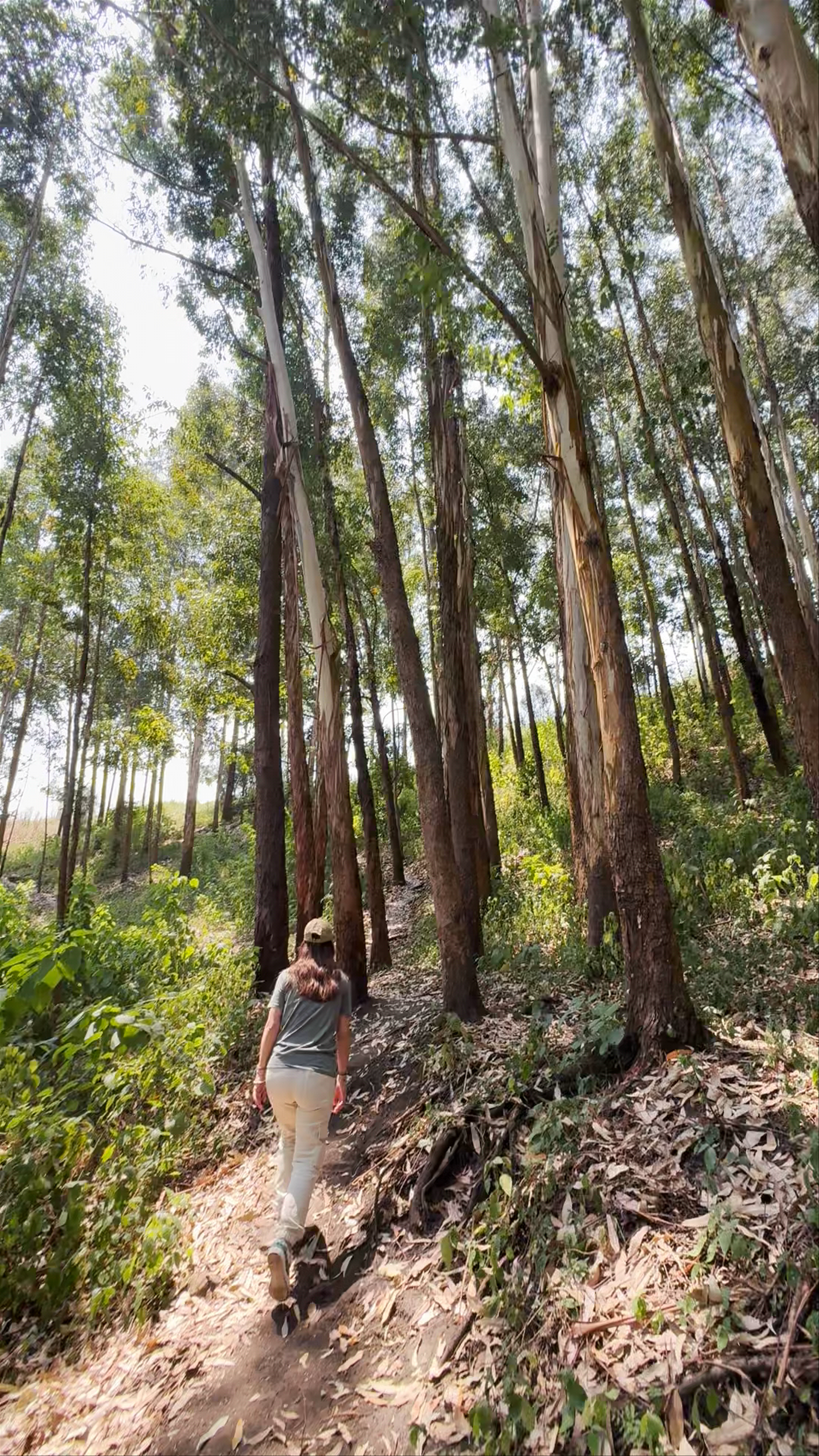 Top of the World Lodges Fort Portal