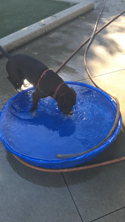 West Loop Dog Park - Summer cool down - Dog Parks Near Me - Chicago, Illinois