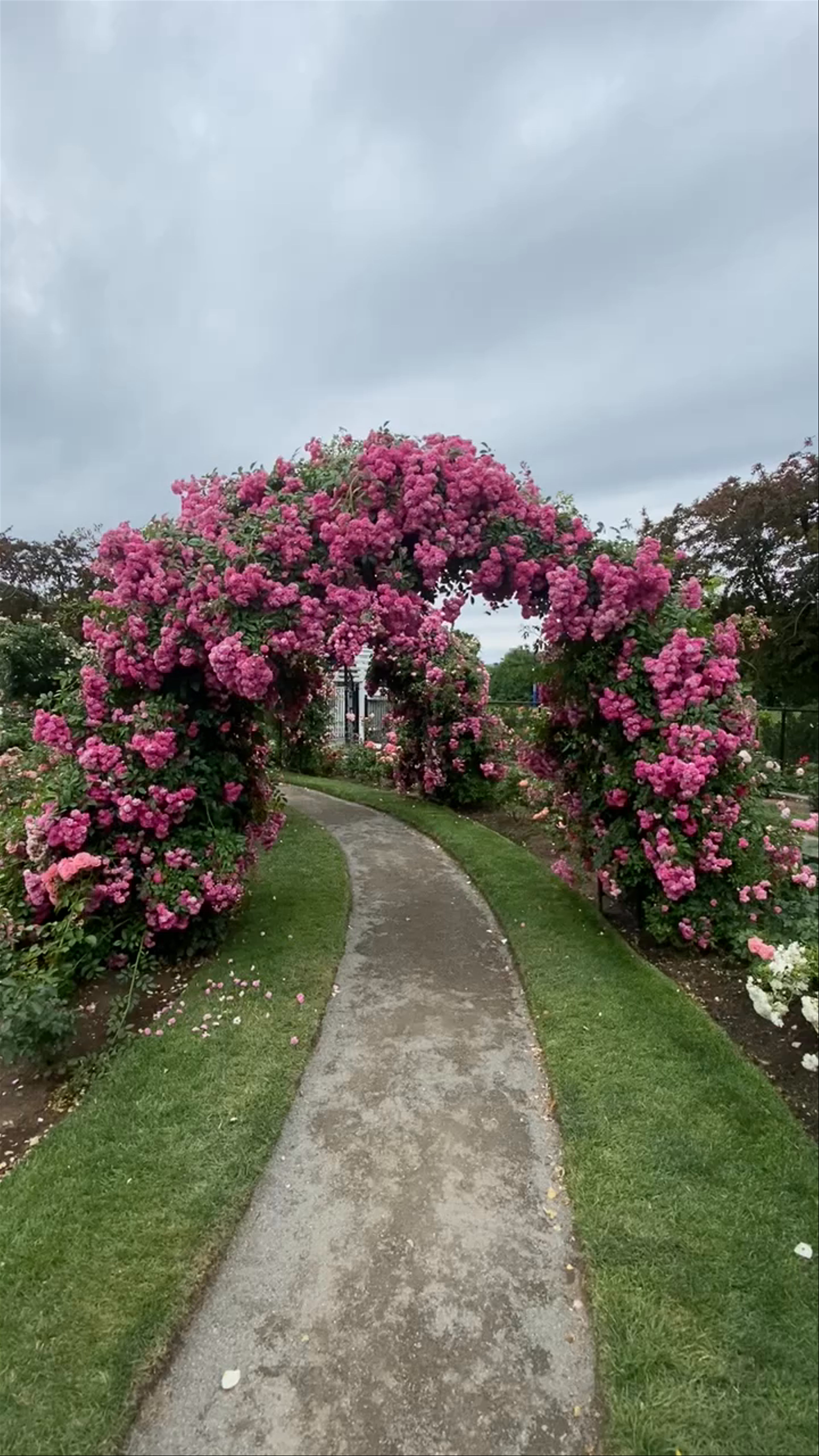 Keller Rose garden 