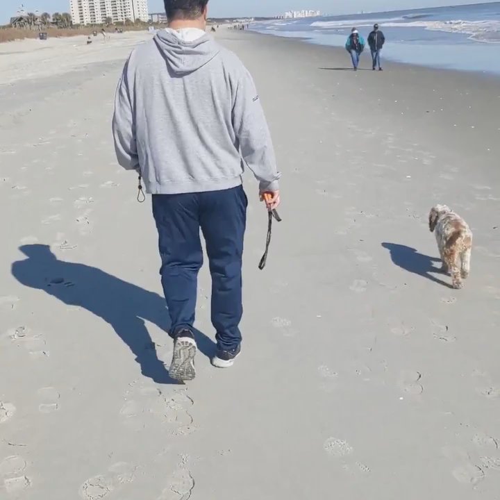 Off-Leash K9 Training - Cash and Carter walking off leash on the beach. - Pet Training Near Me - Christiansburg, Virginia