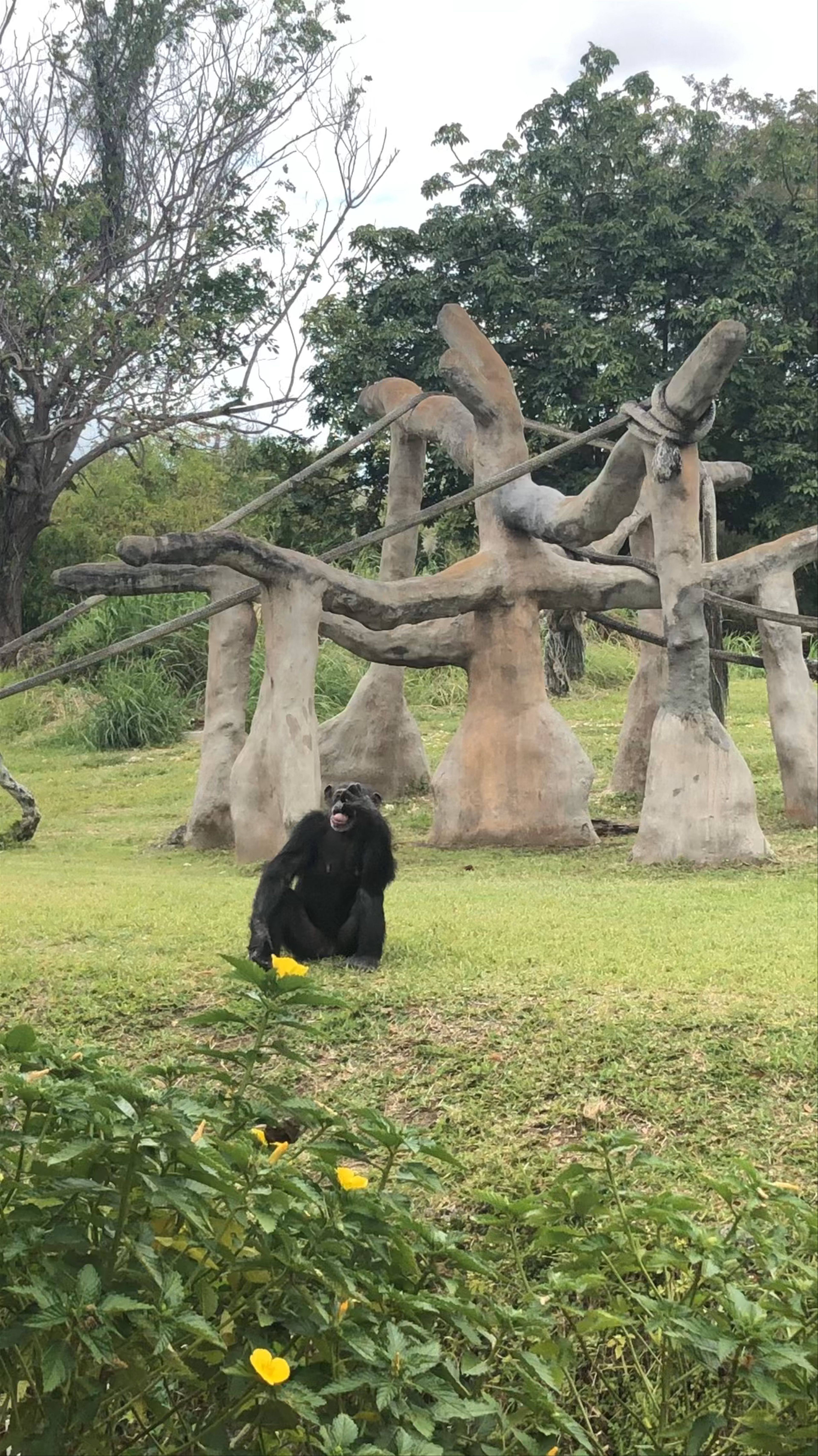 Captivating Chimpanzee Moments at Zoo Miami