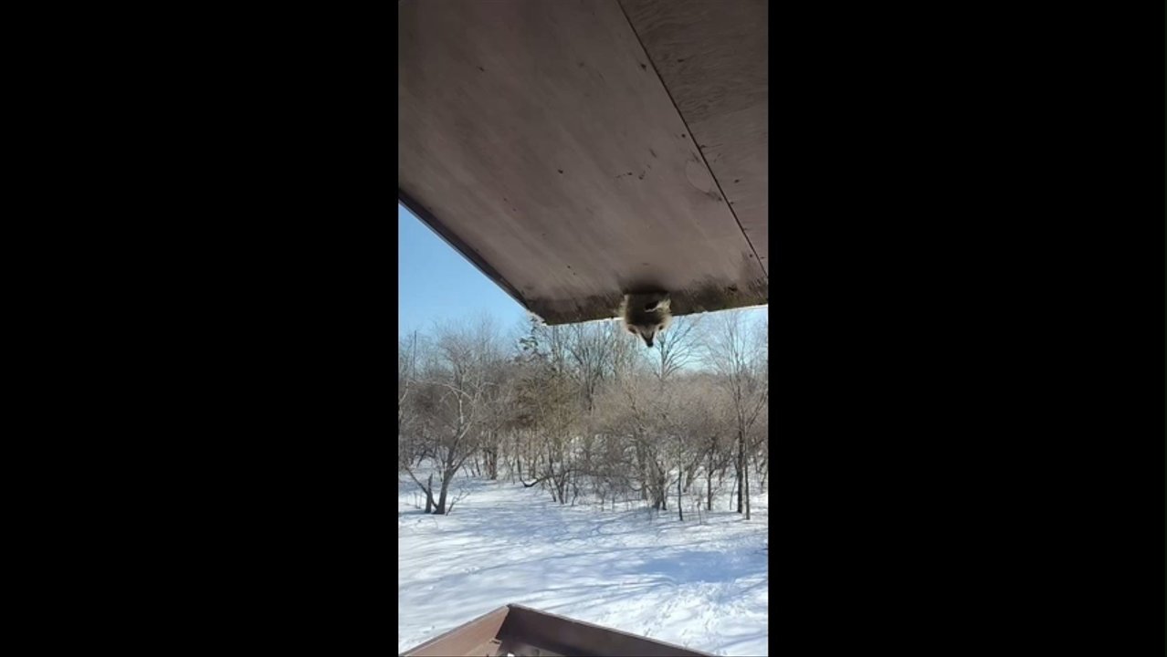 Middlesex Management - Cayote running in the roof making sounds and causing roof damage. Very unsafe to live in these old apartments. - Property Management Near Me - Florham Park, New Jersey