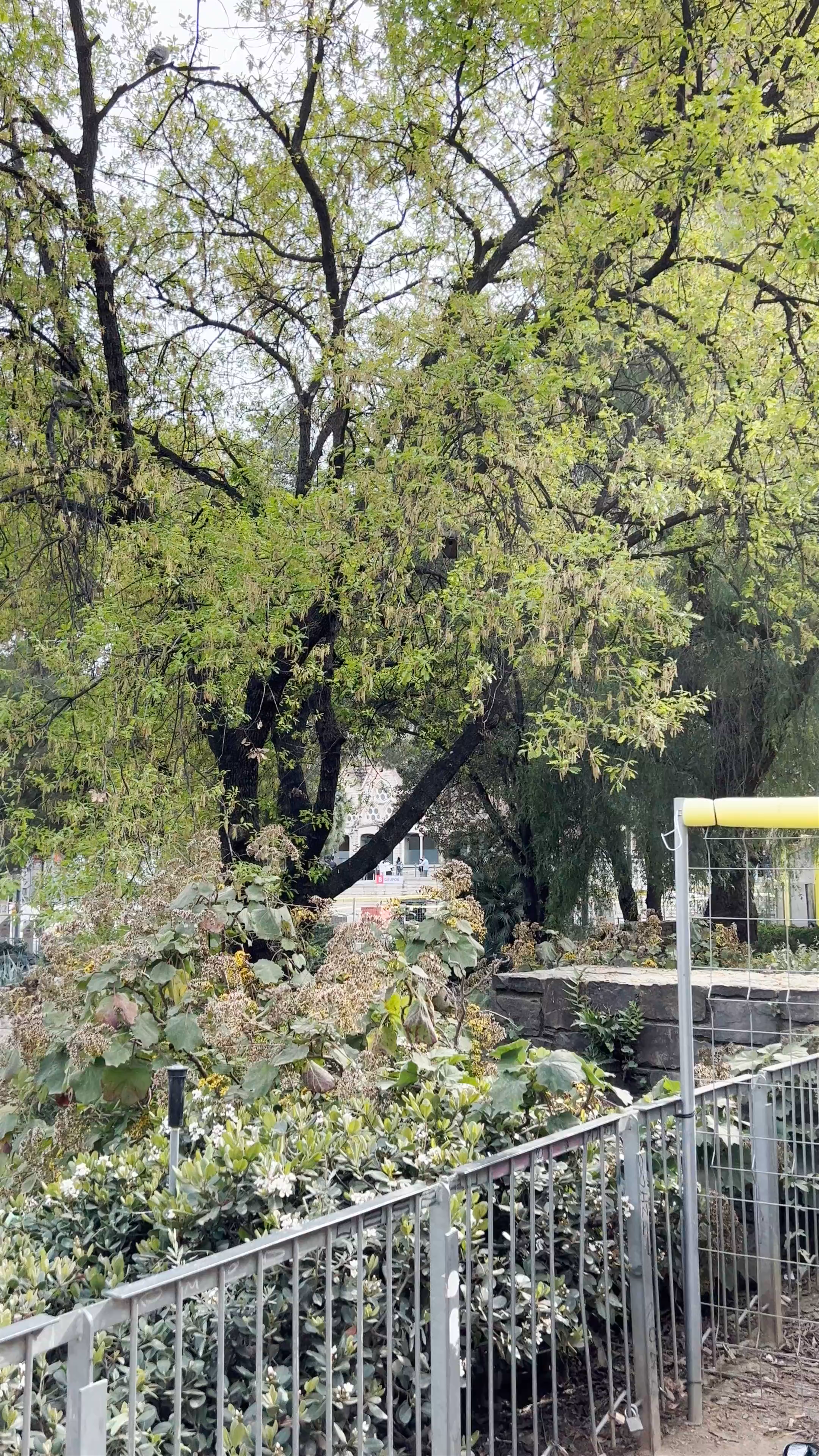 Llacuna Municipal Rodríguez i Merino