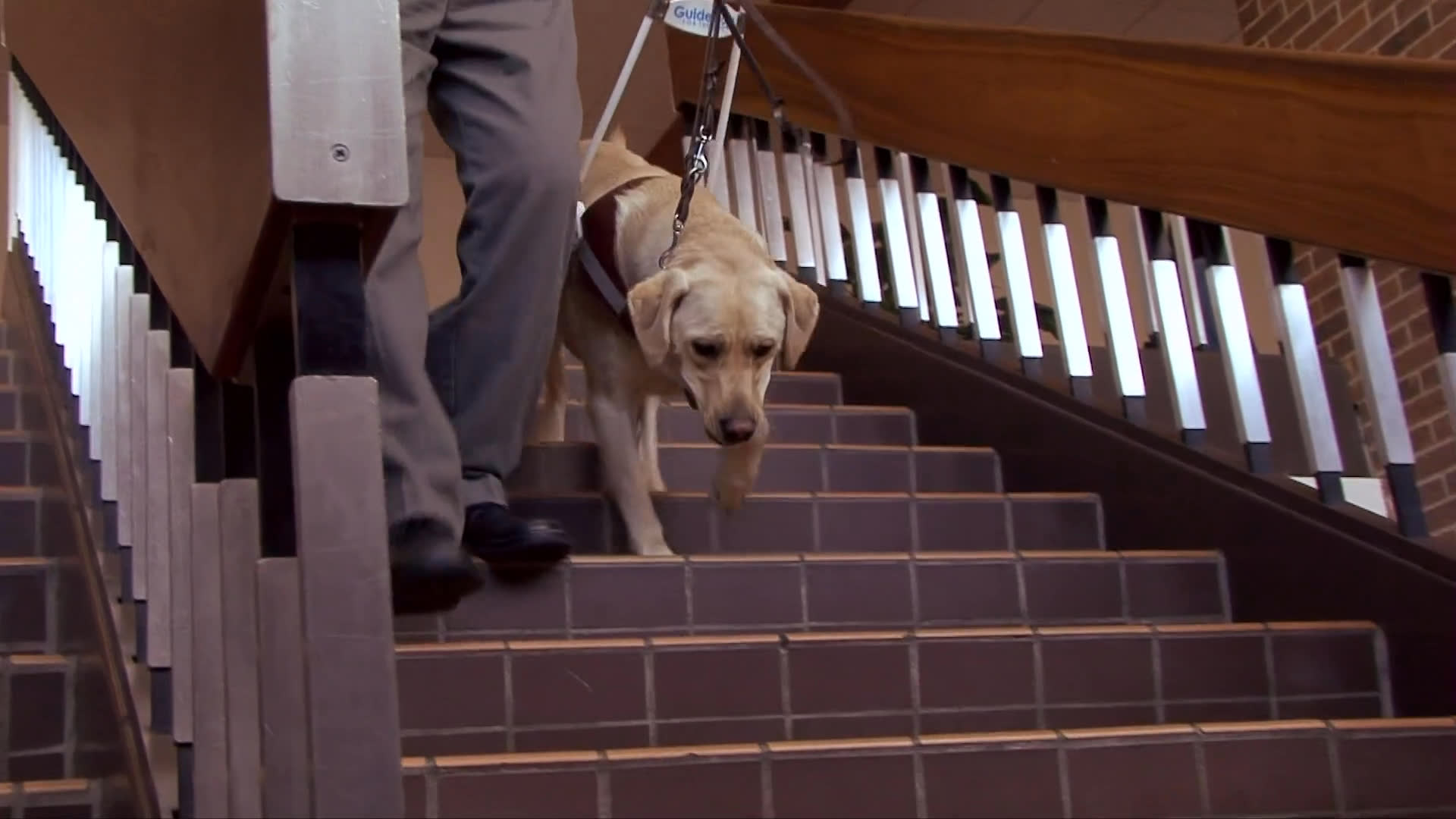 A man accompanied by a yellow labrador service dog navigates through an airport terminal and descends a staircase. The pair move through the busy transit environment, demonstrating the dog's role in providing mobility assistance.