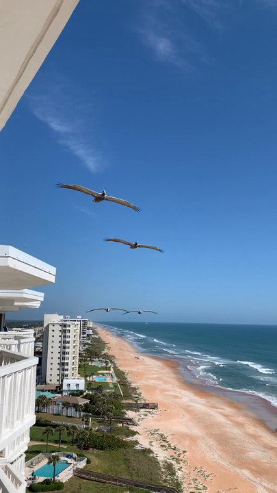 Van Lee Condominiums - Pelicans! - Condominiums Near Me - Ormond Beach, Florida