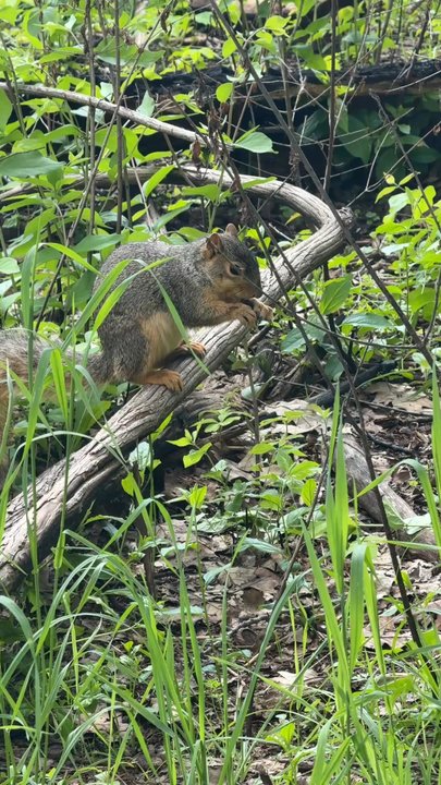 Nichols Arboretum - Parks Near Me - Ann Arbor, Michigan
