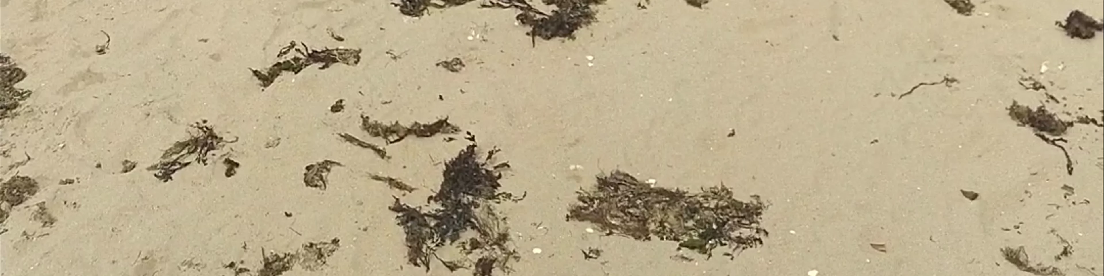 Le Pouliguen