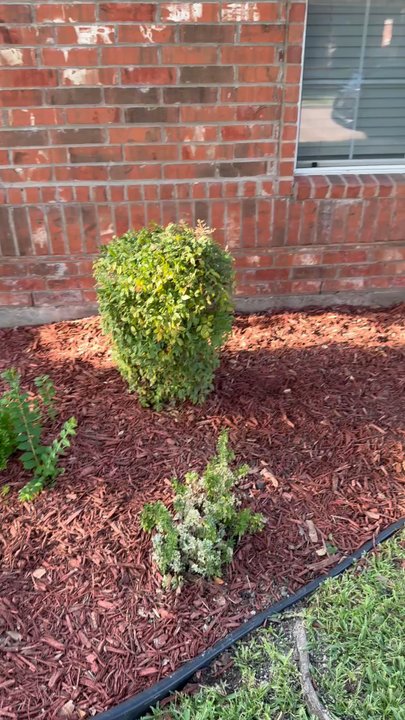 1st Choice Foundation Repair - just got home from work, inspecting the shrubbery and honestly, you can barely tell anything even happened which is great! - General Contractors Near Me - Frisco, Texas