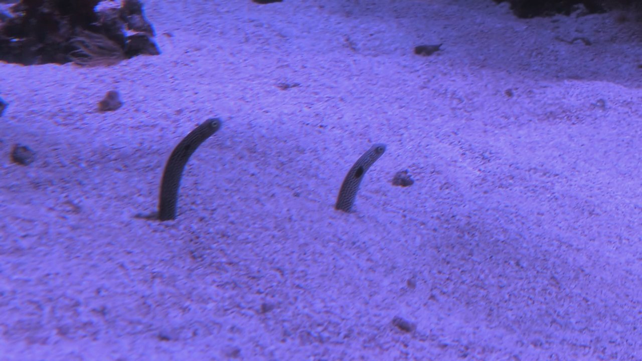Video thumbnail 187 more videos