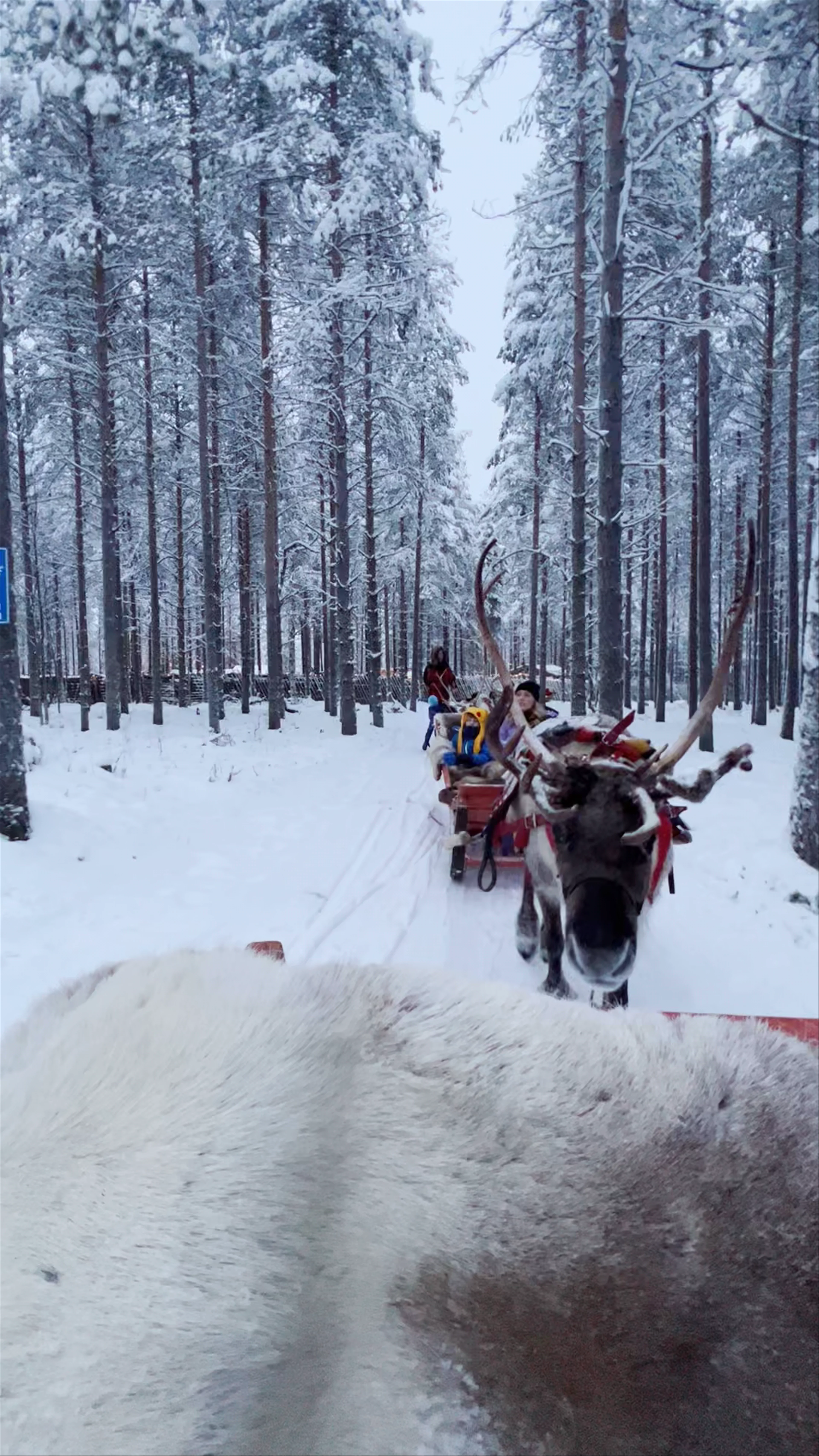 Santa Claus Reindeer, Joulumaantie, Rovaniemi, Finland