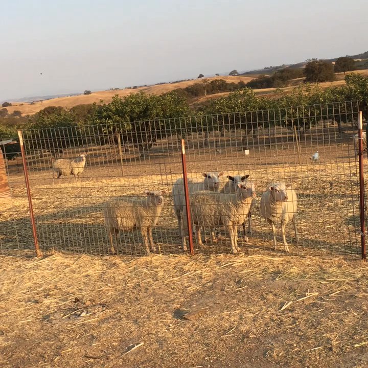 Rêves de Moutons - Sheep talk! - Bed & Breakfast Near Me - Paso Robles, California