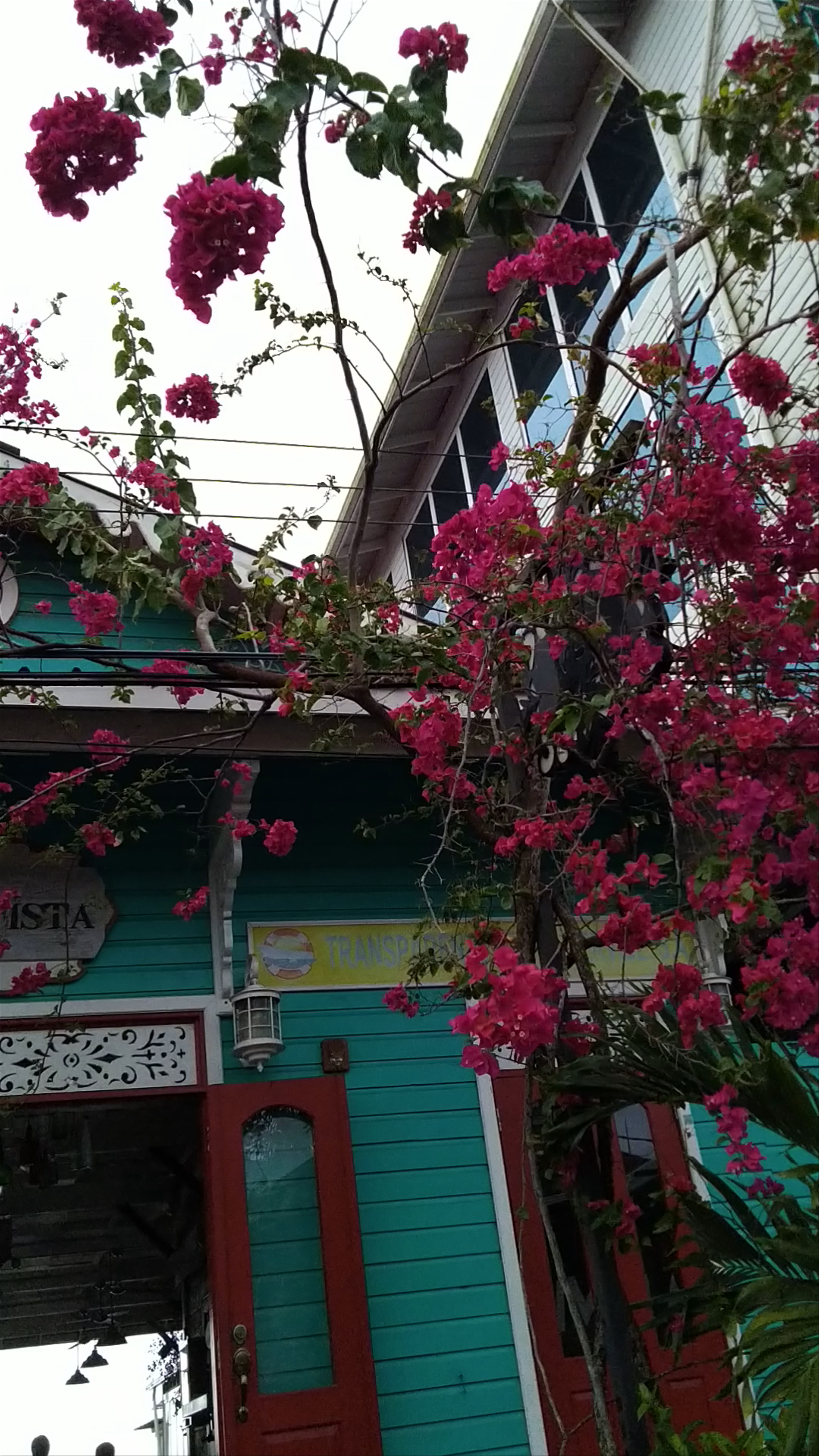Buena Vista Restaurant: Vibrant Island Charm in Isla Colon