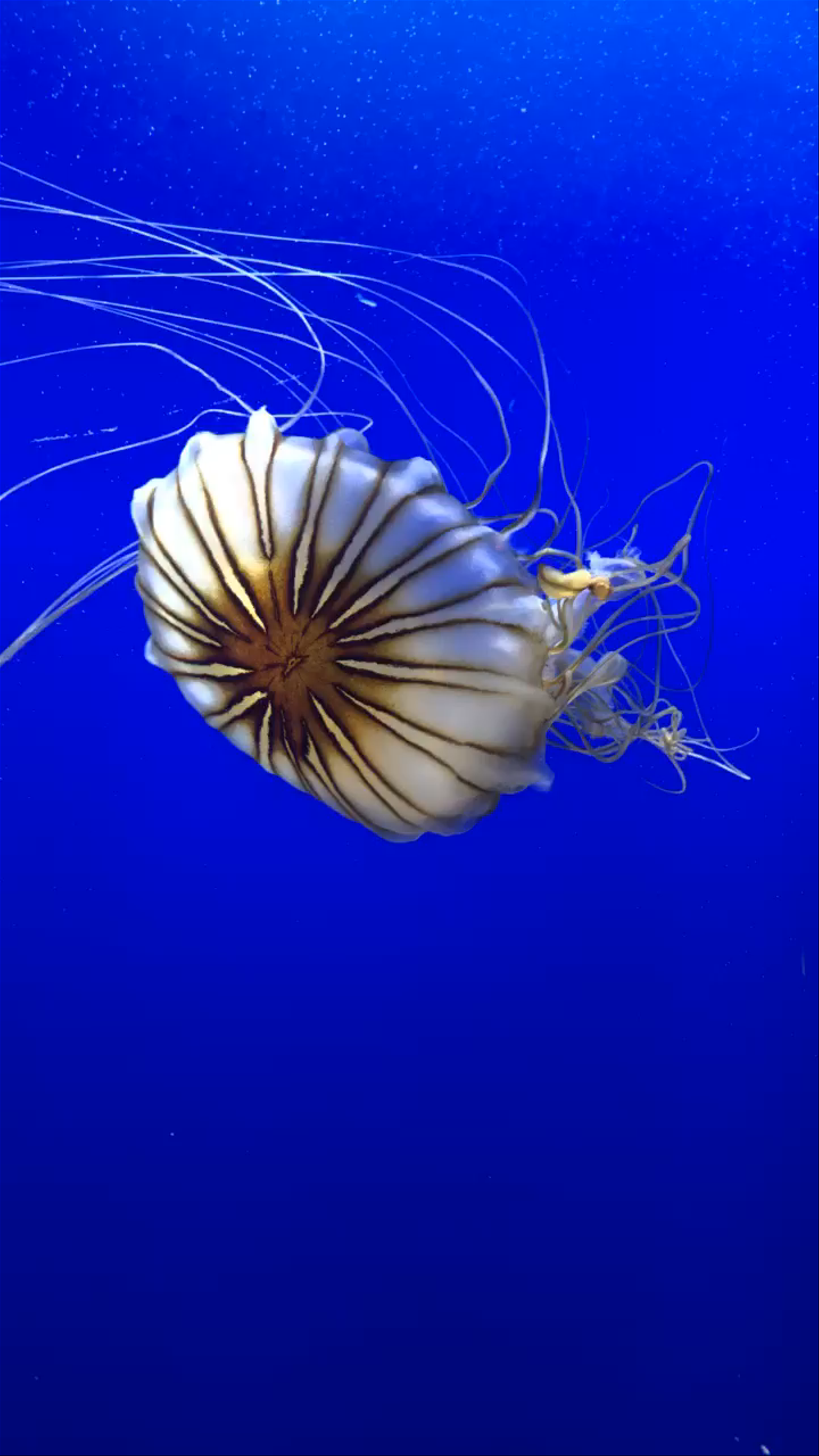 Atlanta Aquarium