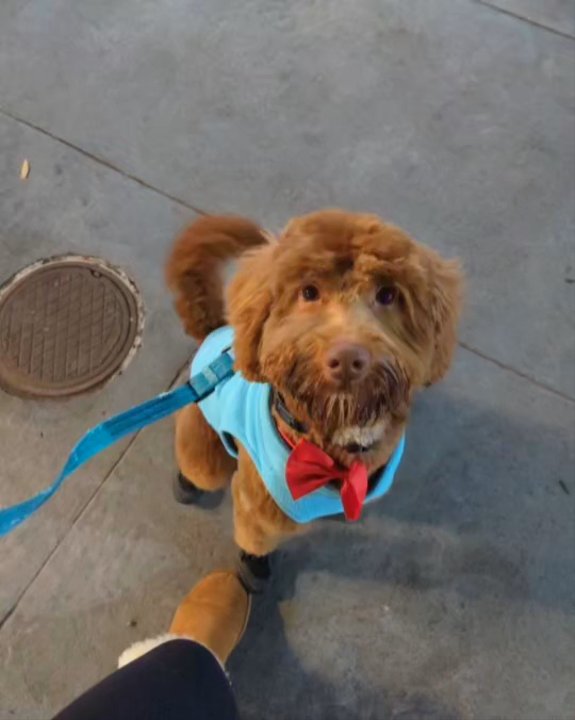 Animal Attraction - Pet Groomers Near Me - Somerville, New Jersey