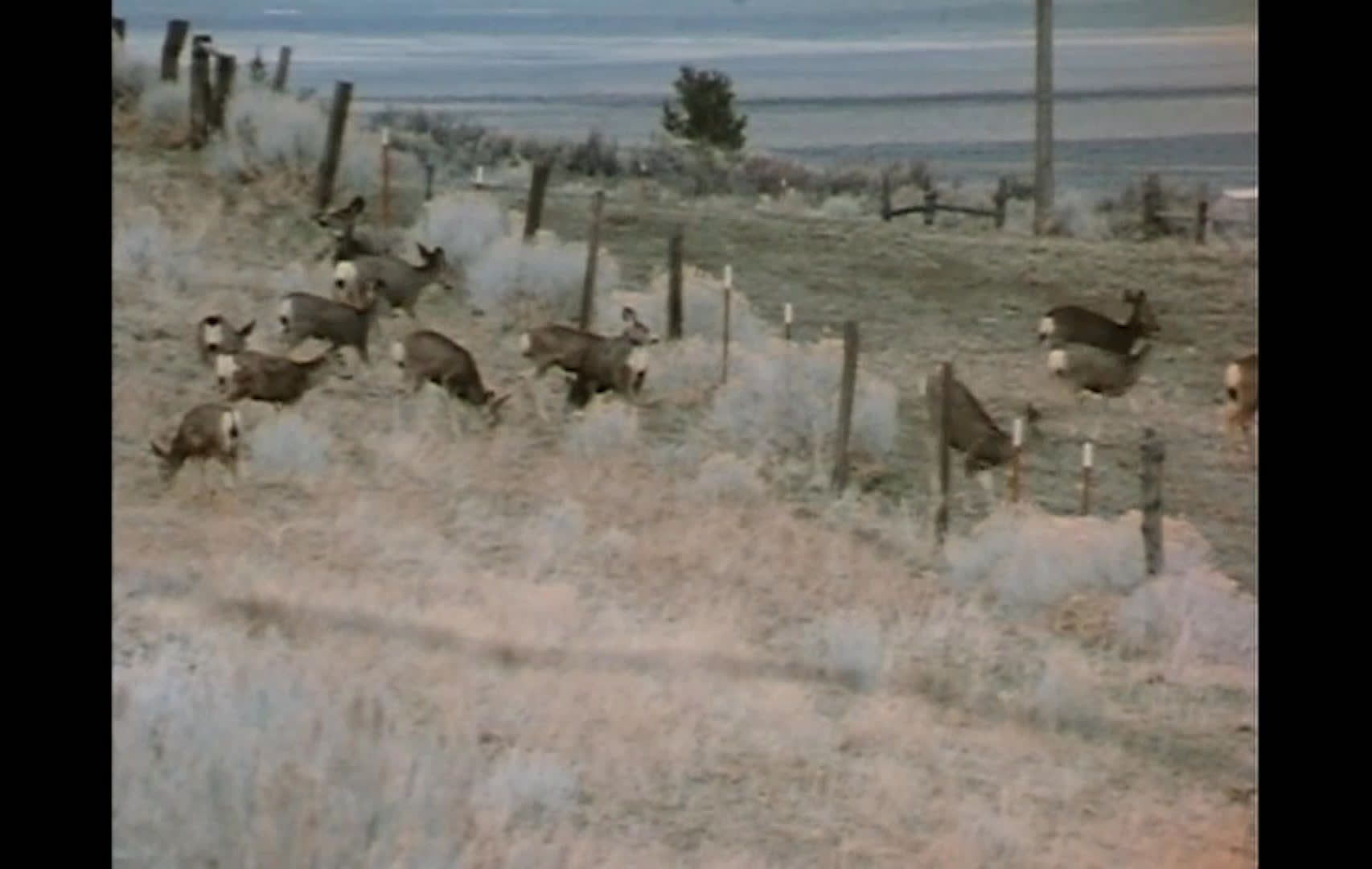 A woman discusses severe soil erosion, declining wildlife habitat, and poorly managed livestock grazing on public lands. Dry, fenced range and broad sagebrush plains illustrate the land conditions she describes.