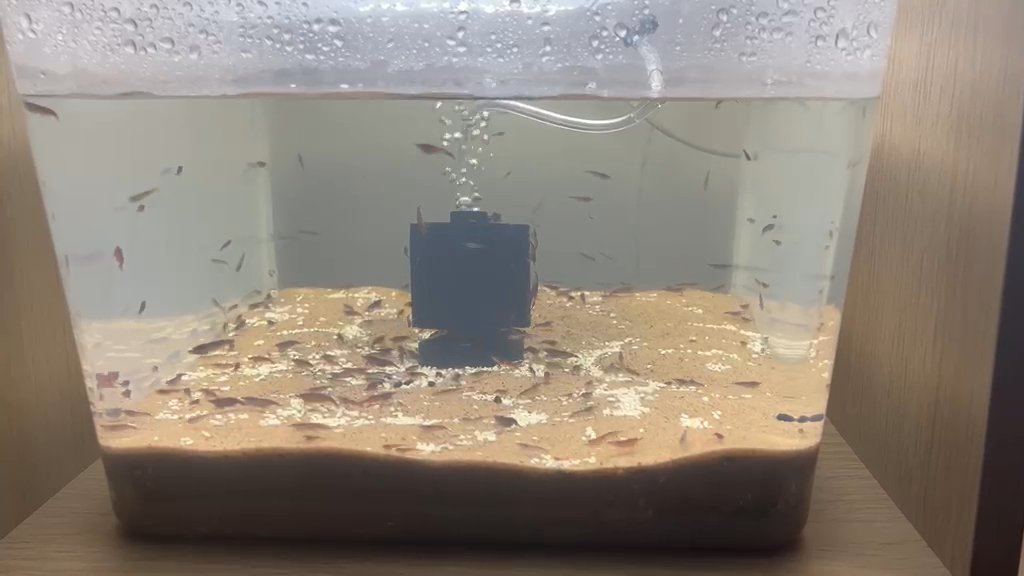 Blue Caesar Shrimp Neocaridina