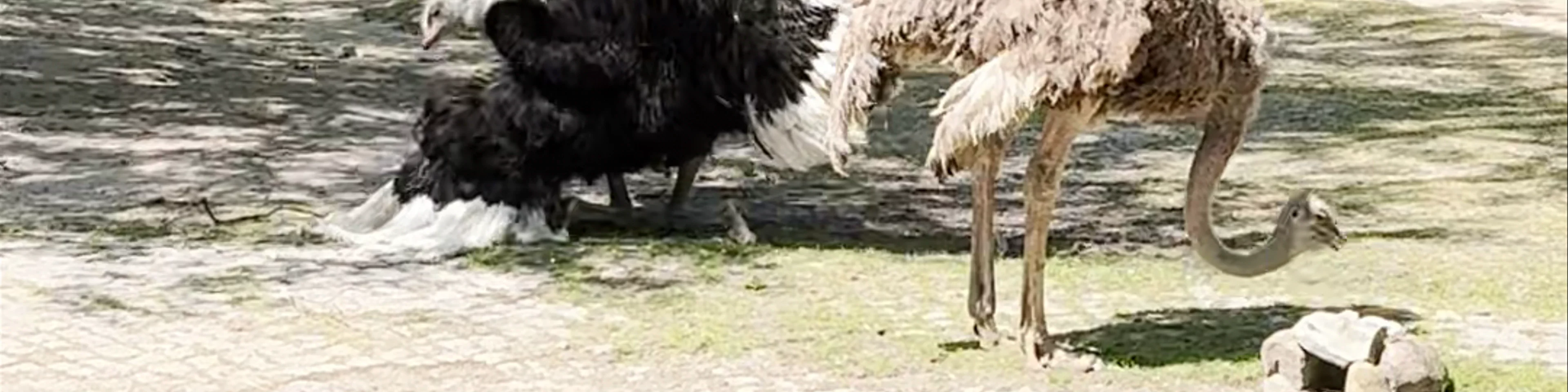 Berlin Zoological Garden