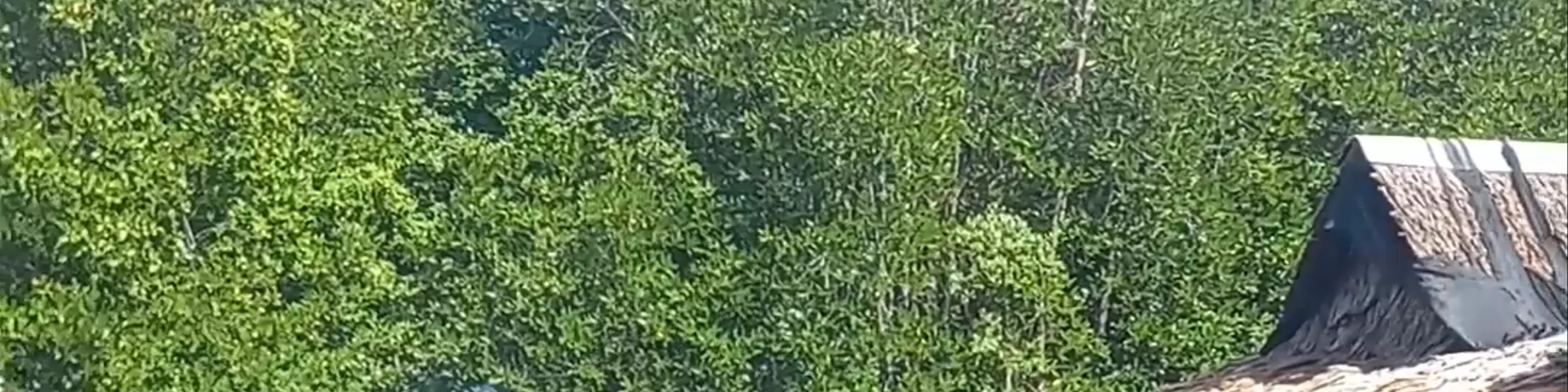 Green Lanta Sala Dan
