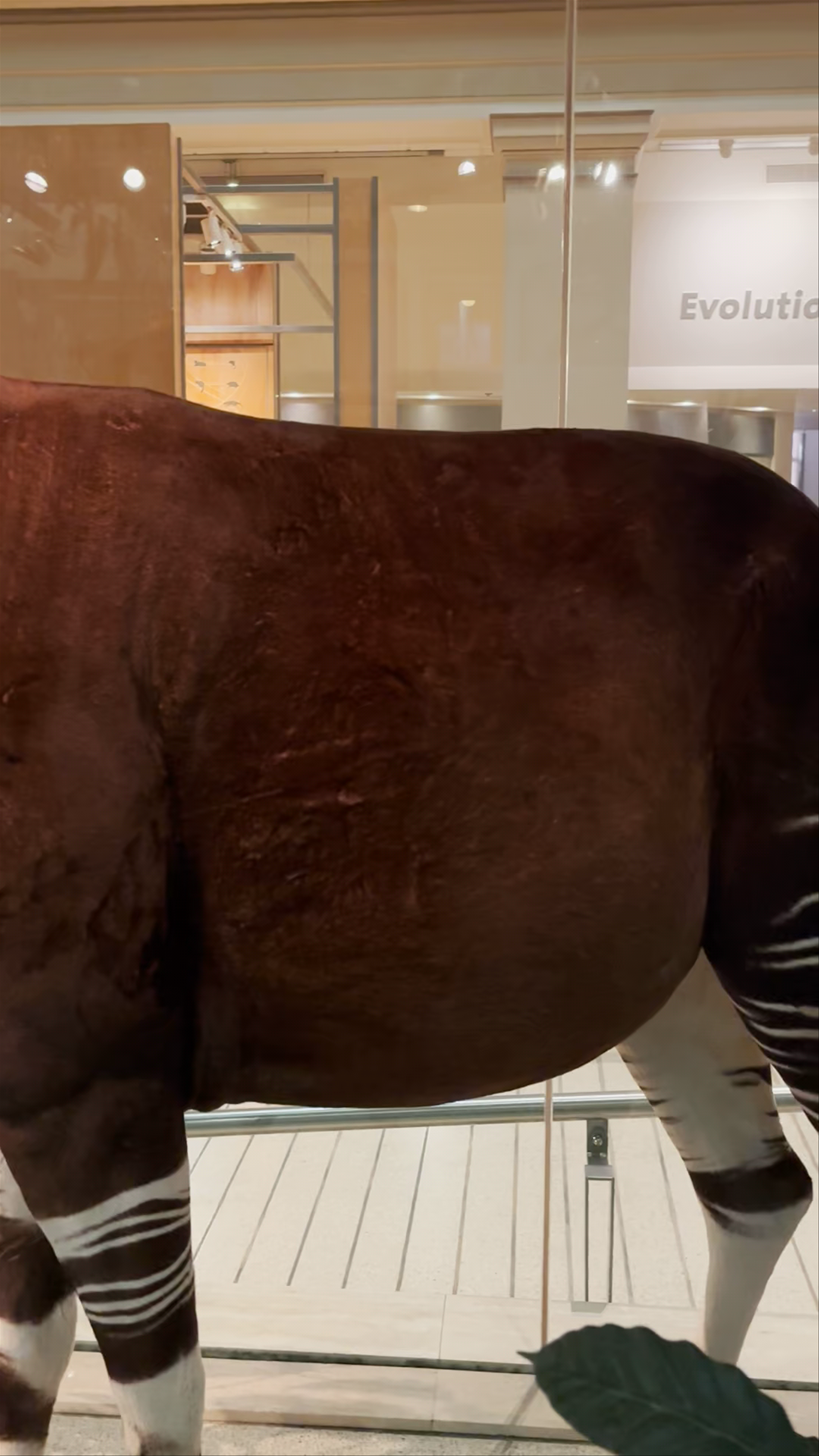 Smithsonian National Museum of Natural History
