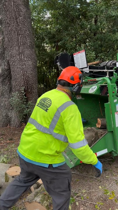 JC's Tree Service - Tree Services Near Me
