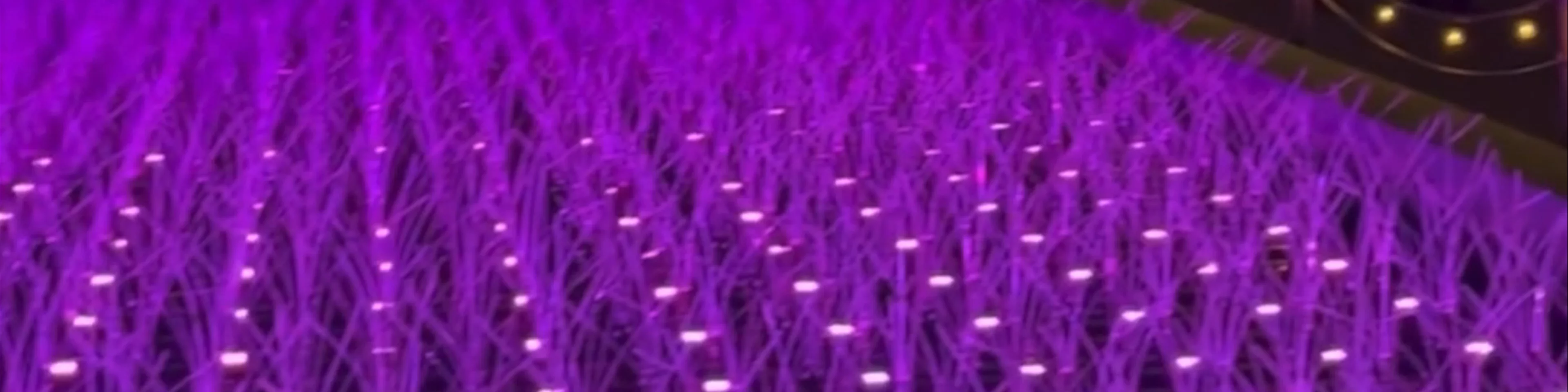 TOKYO MEGA ILLUMINATION