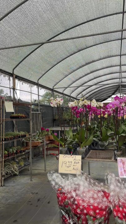 Blooming Orchids - Nurseries & Gardening Near Me - Stuart, Florida