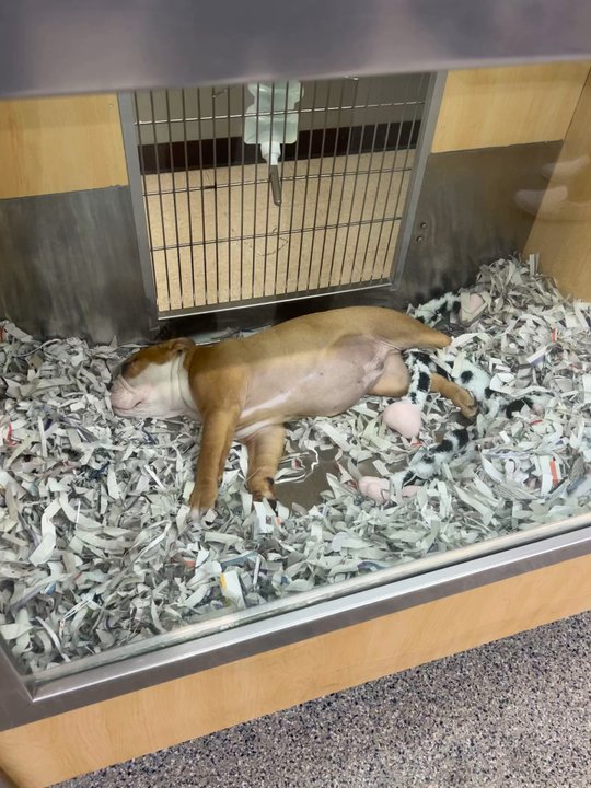 Animal Kingdom - these animals look like they're sedated - Pet Stores Near Me - Tempe, Arizona