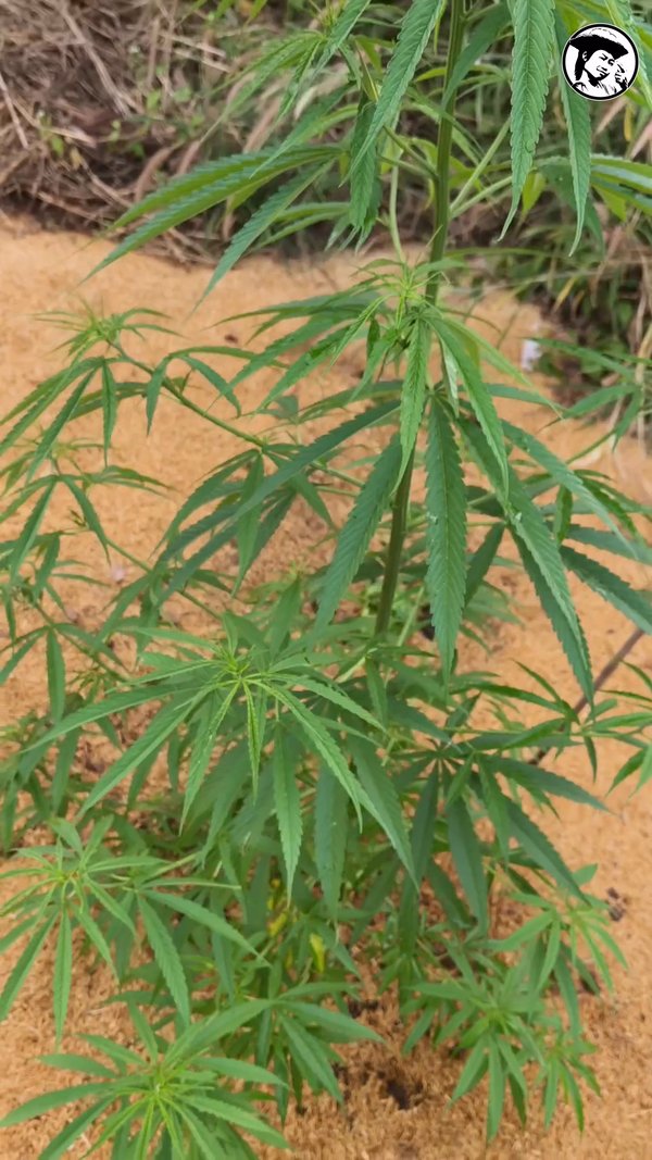 MKC - Thai cannabis landrace Prempavee