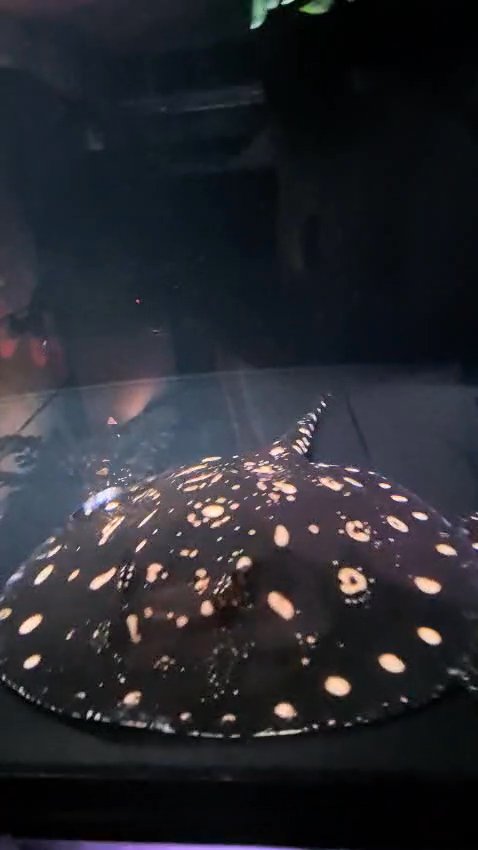 Black diamond stingray