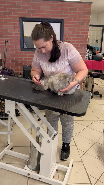 Pampered Paws - Best experience ever! We are very happy with the services provided to our beloved kitty! - Pet Sitting Near Me - Brooklyn, New York